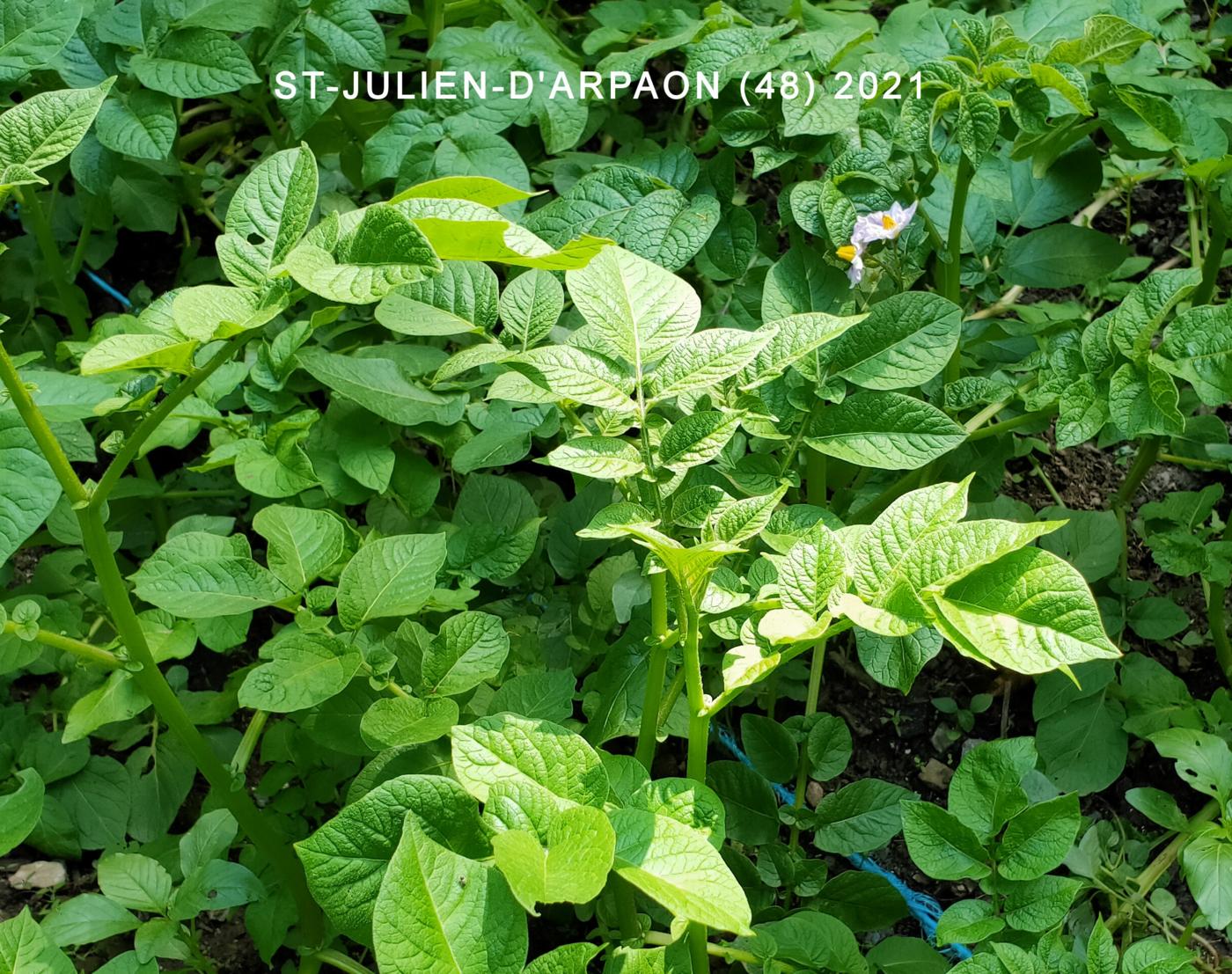 Potato leaf